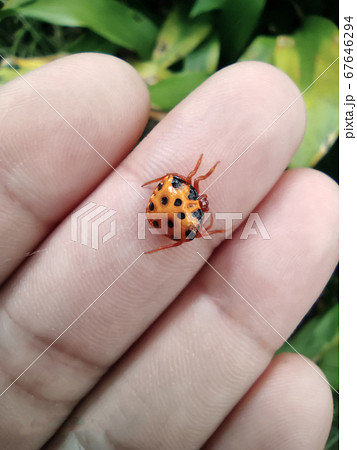 ツシマトリノフンダマシ ツシマトリノフンダマシ 67646294