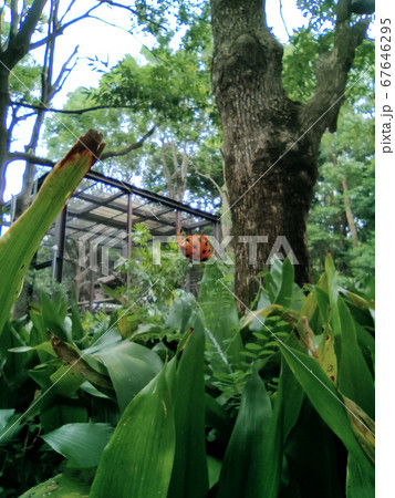 ツシマトリノフンダマシ 67646295