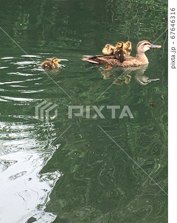親ガモライドを楽しんでいる子ガモ達 親ガモライドを楽しんでいる子ガモ達 67646316