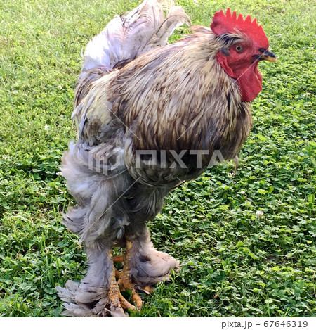 Bird rooster looking for food in green grass 67646319