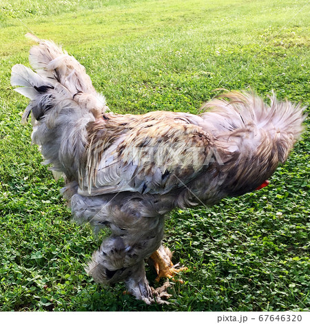 Bird rooster looking for food in green grass Bird rooster looking for food in green grass 67646320