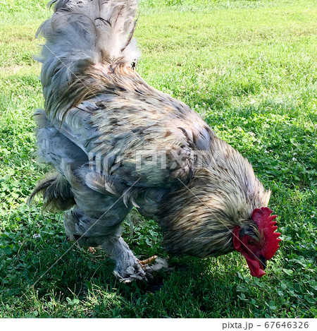 Bird rooster looking for food in green grass Bird rooster looking for food in green grass 67646326