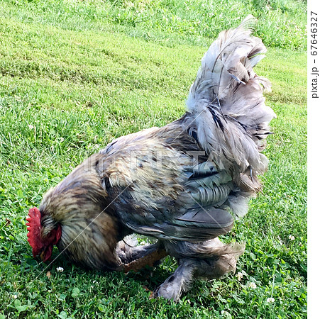 Bird rooster looking for food in green grass Bird rooster looking for food in green grass 67646327