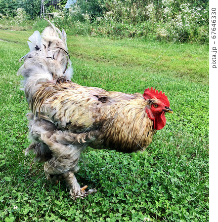Bird rooster looking for food in green grass Bird rooster looking for food in green grass 67646330