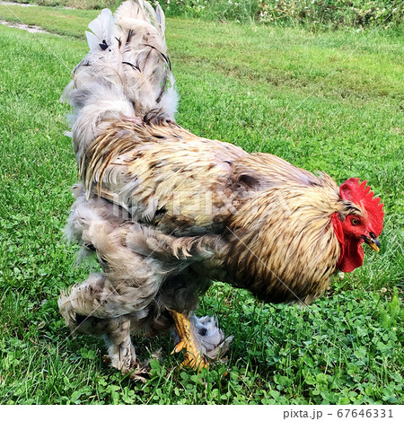 Bird rooster looking for food in green grass Bird rooster looking for food in green grass 67646331
