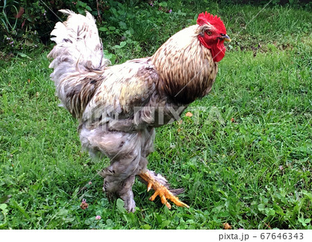 Bird rooster looking for food in green grass Bird rooster looking for food in green grass 67646343
