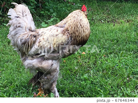 Bird rooster looking for food in green grass Bird rooster looking for food in green grass 67646344