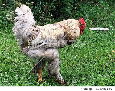 Bird rooster looking for food in green grass Bird rooster looking for food in green grass 67646345