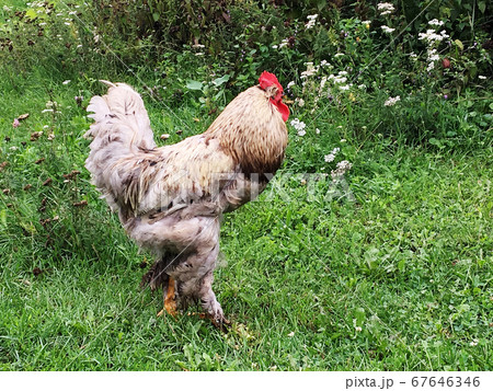 Bird rooster looking for food in green grass 67646346
