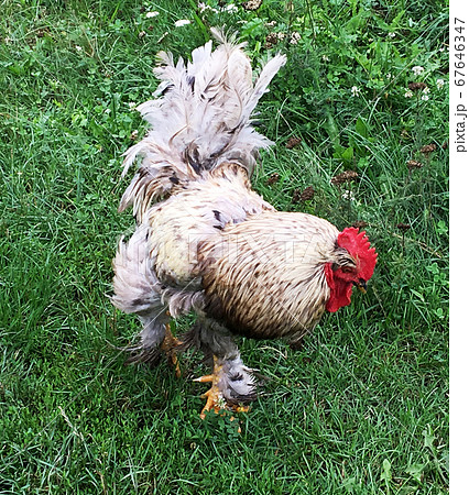 Bird rooster looking for food in green grass Bird rooster looking for food in green grass 67646347