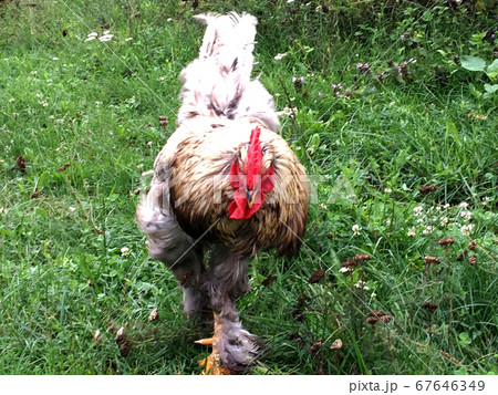 Bird rooster looking for food in green grass Bird rooster looking for food in green grass 67646349