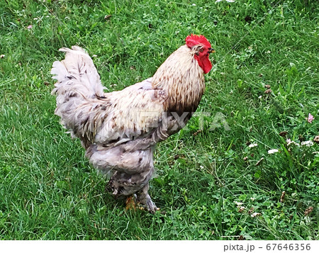Bird rooster looking for food in green grass Bird rooster looking for food in green grass 67646356