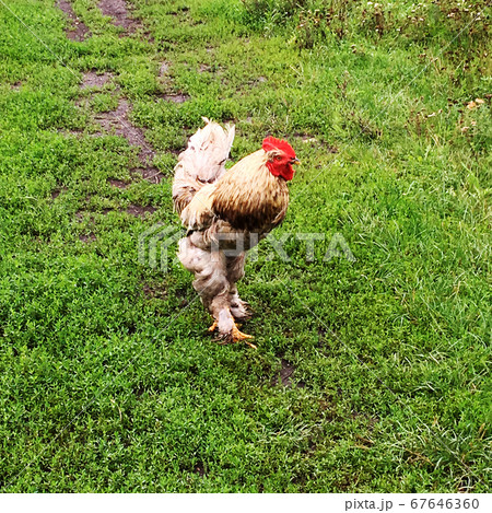 Bird rooster looking for food in green grass 67646360