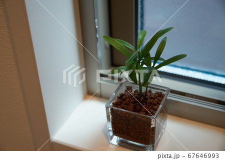 窓際においた観葉植物 67646993
