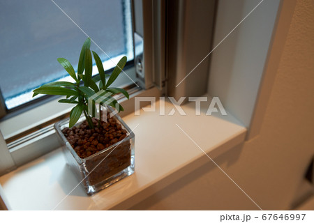 窓際においた観葉植物の写真素材