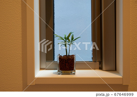 窓際においた観葉植物の写真素材