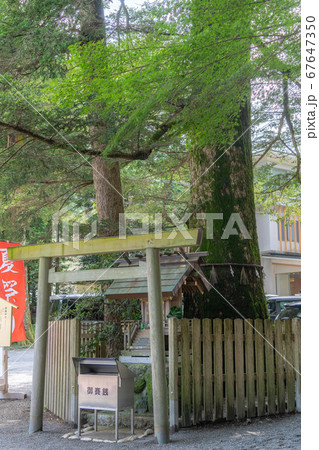 椿大神社4215 67647350