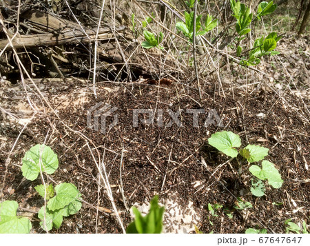 Wild brown ants swarming around their anthills 67647647