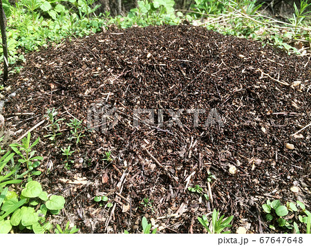 Wild brown ants swarming around their anthills Wild brown ants swarming around their anthills 67647648