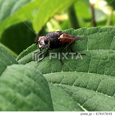 Beautiful ordinary home fly with wings is sitting Beautiful ordinary home fly with wings is sitting 67647649