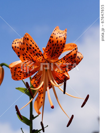 青空とオニユリの花 67647655