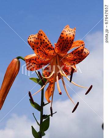 青空とオニユリの花 67647657