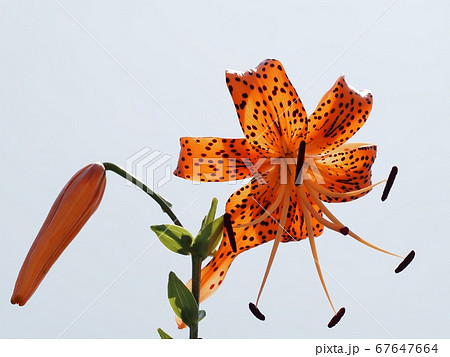 青空とオニユリの花 青空とオニユリの花 67647664