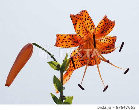 青空とオニユリの花 青空とオニユリの花 67647665
