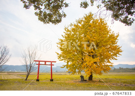 鹿児島県姶良市の早馬神社の一本イチョウ 67647833