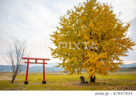 鹿児島県姶良市の早馬神社の一本イチョウ 67647834