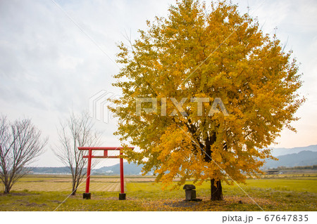 鹿児島県姶良市の早馬神社の一本イチョウ 67647835