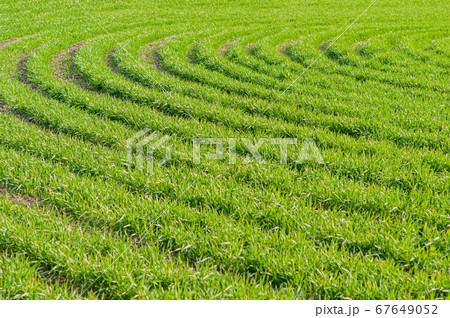 Bright background juicy, green wheat sown in the field 67649052