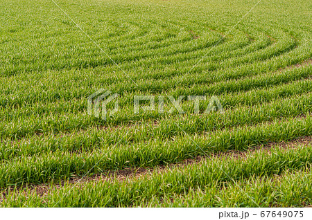 Bright background juicy, green wheat sown in field, cereal 67649075