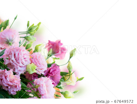fresh rose flowers fresh rose flowers 67649572