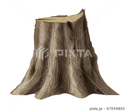 Large old tree stump oak broken trunk 67649893