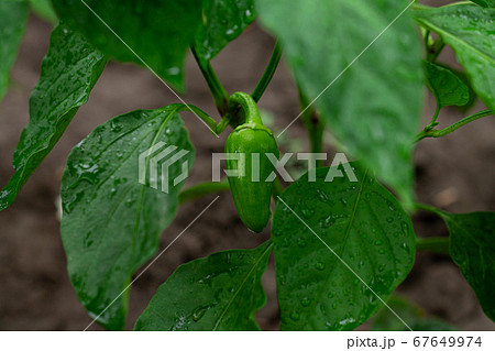 Green pepper growing in the garden 67649974