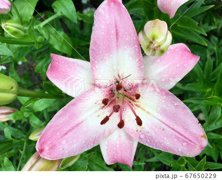 Blooming flower lily with green leaves, living Blooming flower lily with green leaves, living 67650229