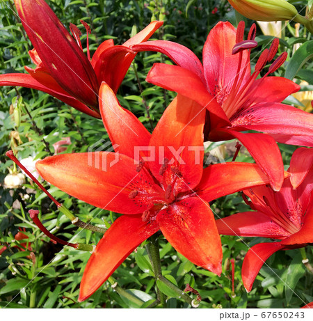 Blooming flower lily with green leaves, living 67650243