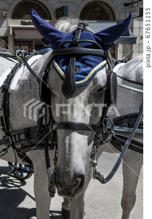 Traditional Fiaker Horse At Rental Station in Front Of Stephansdom In The City Of Vienna In Austria Traditional Fiaker Horse At Rental Station in Front Of Stephansdom In The City Of Vienna In Austria 67651155