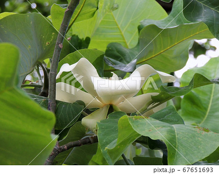 Bigleaf magnolia in spring during flowering Bigleaf magnolia in spring during flowering 67651693