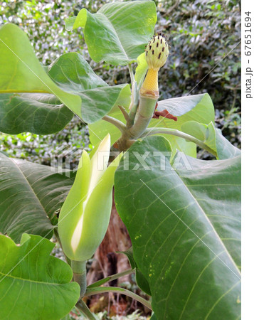 Bigleaf magnolia bud in spring during flowering Bigleaf magnolia bud in spring during flowering 67651694