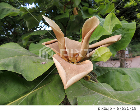 Wilted flower of bigleaf magnolia 67651719