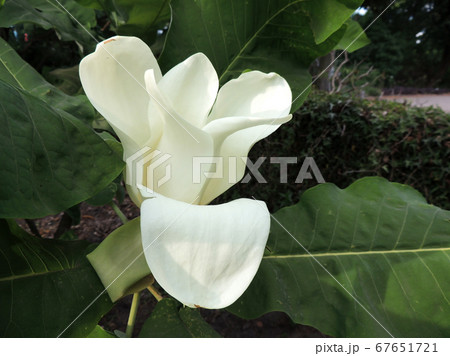 Bigleaf magnolia in spring during flowering 67651721