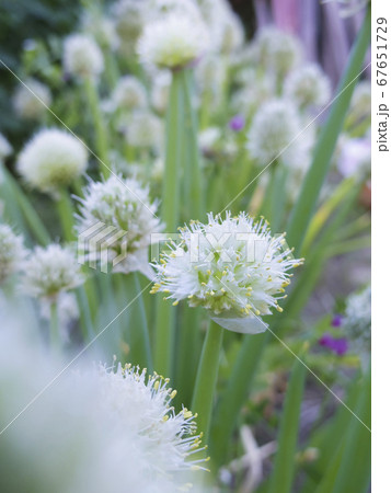 畑に並ぶ白いねぎ坊主の写真素材