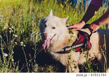 Owner hand holding comb of pet brush with ginger cat fur clump after grooming. 67651764