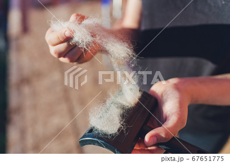 Owner hand holding comb of pet brush with ginger cat fur clump after grooming. 67651775