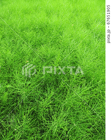 Field horsetail or common horsetail in  garden. 67651905