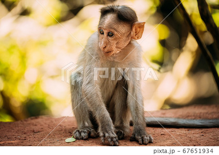 Goa, India. Young Infant Bonnet Macaque - Macaca Radiata Or Zati Sitting On park Ground. Portrait Of Cub. Monkey. Goa, India. Young Infant Bonnet Macaque - Macaca Radiata Or Zati Sitting On park Ground. Portrait Of Cub. Monkey. 67651934