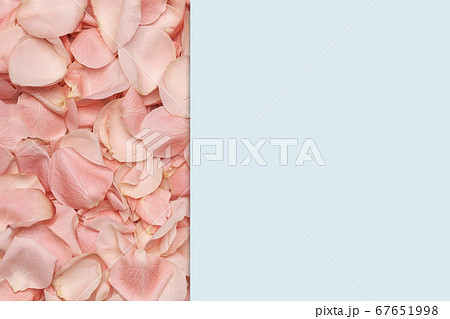 Pink roses petals and blue paper background with space for text Pink roses petals and blue paper background with space for text 67651998