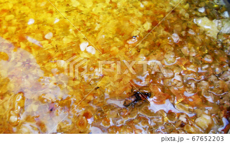 wax honeycomb from a bee hive filled with golden 67652203